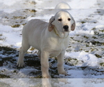 Small Photo #1 Golden Labrador Puppy For Sale in SHILOH, OH, USA