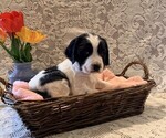 Small English Springer Spaniel