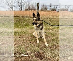 German Shepherd Dog Dogs for adoption in Mt. Airy, MD, USA