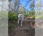 Small #2 Great Pyrenees Mix