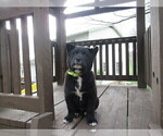 Small #1 Border Collie-Shiba Inu Mix