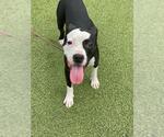 Small American Pit Bull Terrier Mix