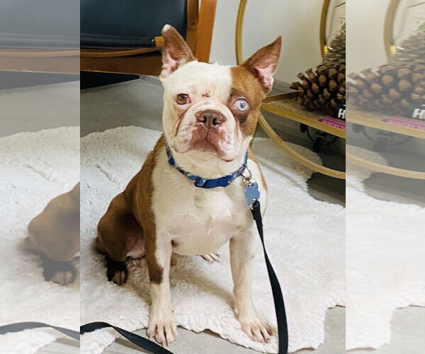 Medium Photo #3 Boston Terrier-Unknown Mix Puppy For Sale in Huntington Beach, CA, USA