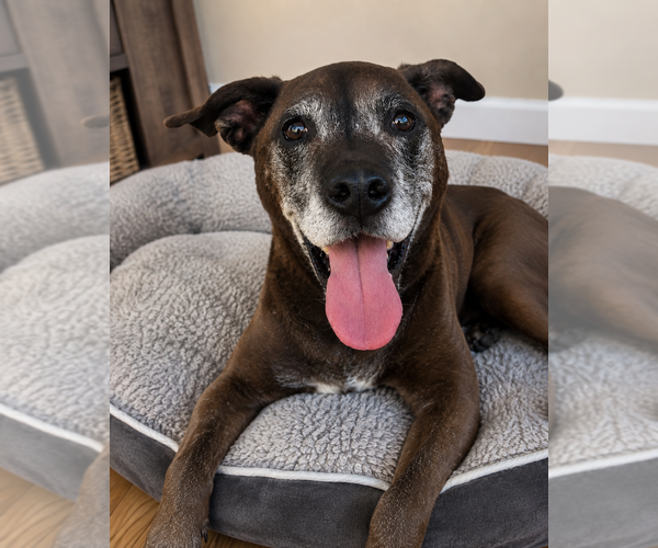 Medium Photo #17 Plott Hound-Unknown Mix Puppy For Sale in Mooresville, NC, USA