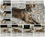 Small #9 American Pit Bull Terrier-Labrador Retriever Mix