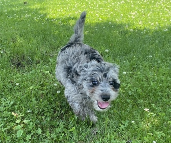 Medium Photo #5 YorkiePoo Puppy For Sale in RICHMOND, MI, USA