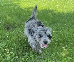 Small #4 YorkiePoo