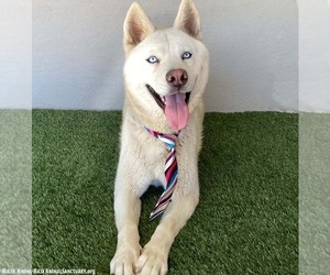Juno - Male Siberian Husky-Unknown Mix Dog for Adoption - Photo #3