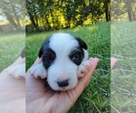 Small Photo #12 Australian Shepherd Puppy For Sale in BATTLE CREEK, MI, USA