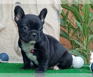 French Bulldog Puppy for sale in BOSTON, MA, USA