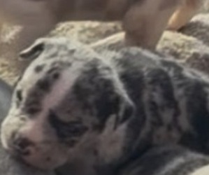 American Bully Puppy for sale in LANSFORD, PA, USA