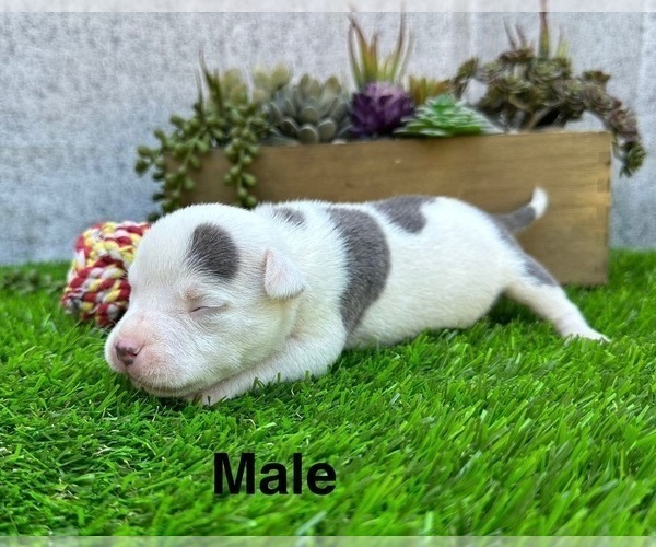 Medium Photo #7 American Bully Puppy For Sale in BAKERSFIELD, CA, USA