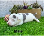 Small #6 American Bully