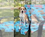 Small #10 Cocker Spaniel-Jack Russell Terrier Mix