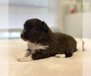 Miniature American Shepherd-Poodle (Miniature) Mix Puppy for sale in ADAMSVILLE, TN, USA