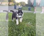 Small #2 Siberian Husky