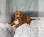 Small #5 Cavapoo