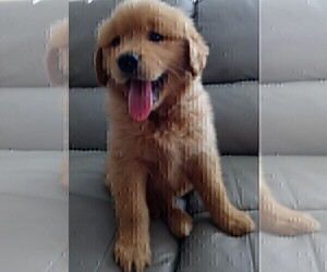 Golden Retriever Puppy for sale in SANTA ANA, CA, USA