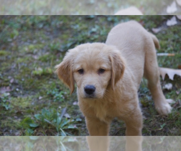 Medium Photo #1 Golden Retriever Puppy For Sale in PETERBOROUGH, NH, USA
