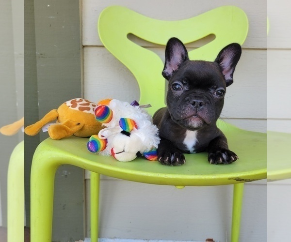 Medium Photo #4 French Bulldog Puppy For Sale in SANTA CLARITA, CA, USA