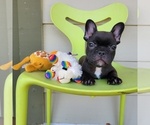 Small Photo #4 French Bulldog Puppy For Sale in SANTA CLARITA, CA, USA
