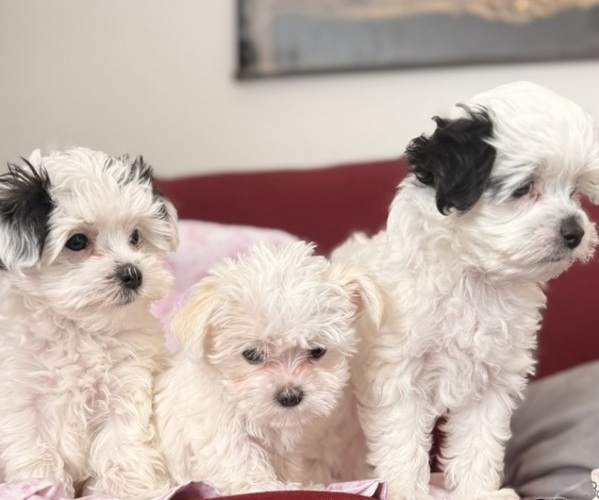 Medium Photo #8 Mal-Shi Puppy For Sale in FARMINGTON, MN, USA