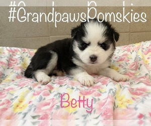 Pomsky Puppy for sale in CASA GRANDE, AZ, USA
