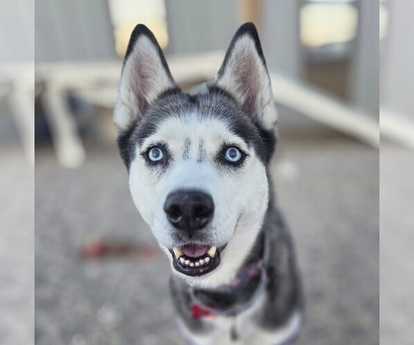Medium Photo #1 Siberian Husky Puppy For Sale in Fargo, ND, USA