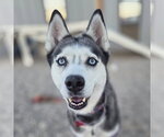 Small Siberian Husky