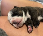 Small #2 Olde English Bulldogge