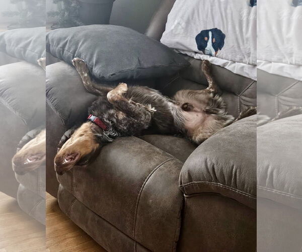 Medium Photo #5 Brittany Puppy For Sale in St. Louis Park, MN, USA