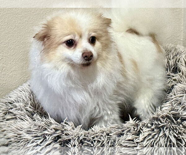 Medium Photo #2 Pomeranian Puppy For Sale in Sioux Falls, SD, USA