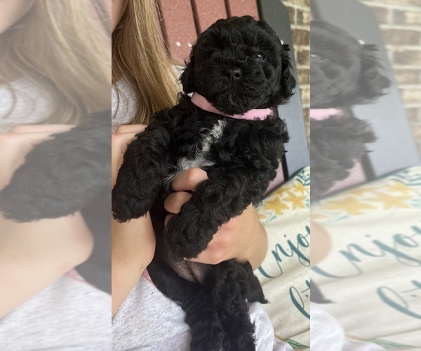 Medium Photo #4 Poodle (Toy) Puppy For Sale in OLIVE HILL, KY, USA
