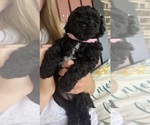 Small #3 Poodle (Toy)