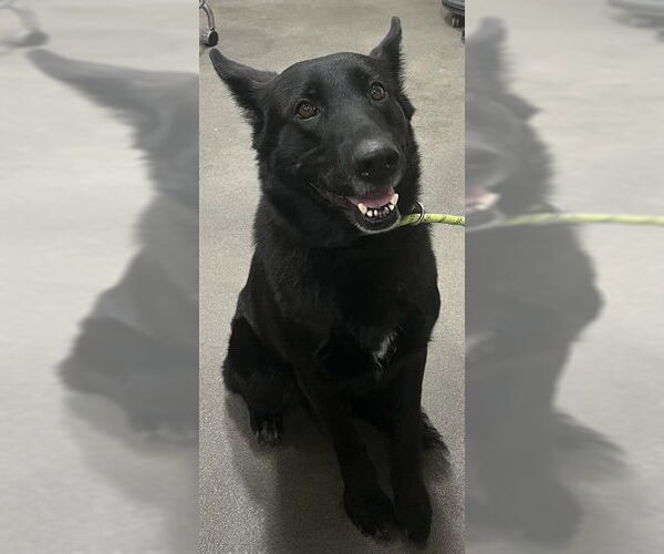 Medium Photo #1 Labsky Puppy For Sale in Forestville, MD, USA