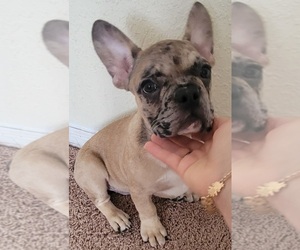 French Bulldog Puppy for sale in TAMPA, FL, USA