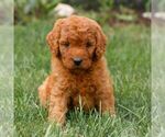 Small #2 Miniature Labradoodle