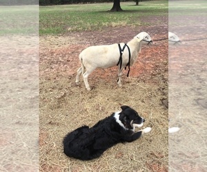 Mother of the Australian Shepherd puppies born on 06/22/2019