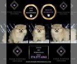 Small Photo #88 Pomeranian Puppy For Sale in WARSAW, IN, USA