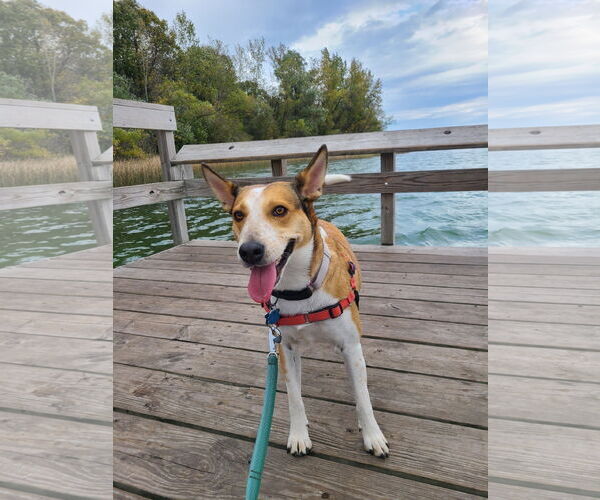 Medium Photo #17 Basenji-Unknown Mix Puppy For Sale in Minneapolis, MN, USA