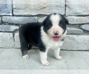 Australian Shepherd Puppy for sale in ROBERTS, IL, USA