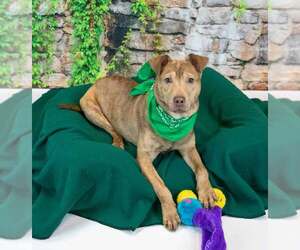 Billy - Male Mutt Dog for Adoption - Photo #5