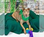 Small Photo #5 Mutt Puppy For Sale in Kennesaw, GA, USA