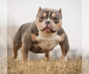 American Bully Puppy for sale in NORTH OCEAN CITY, MD, USA
