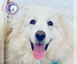 Small #15 Great Pyrenees