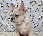 Small Photo #15 French Bulldog Puppy For Sale in BLAKESBURG, IA, USA