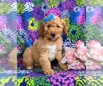 Small Photo #3 Double Doodle Puppy For Sale in CHRISTIANA, PA, USA