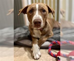 Apache - Male American Staffordshire Terrier-Labrador Retriever Mix Dog for Adoption - Photo #2