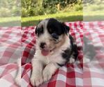Small #3 Australian Shepherd