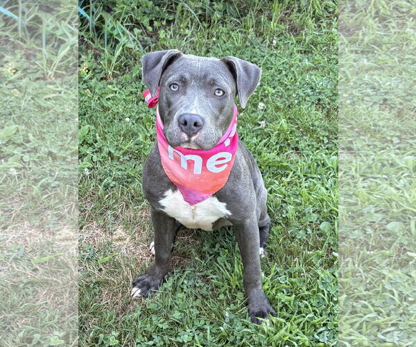 Medium Photo #1 American Pit Bull Terrier-Unknown Mix Puppy For Sale in Spring Lake, NJ, USA